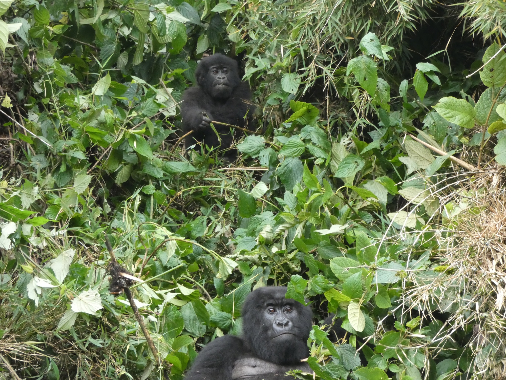 Moeder en zoon gorilla's in de Rwandese jungle.