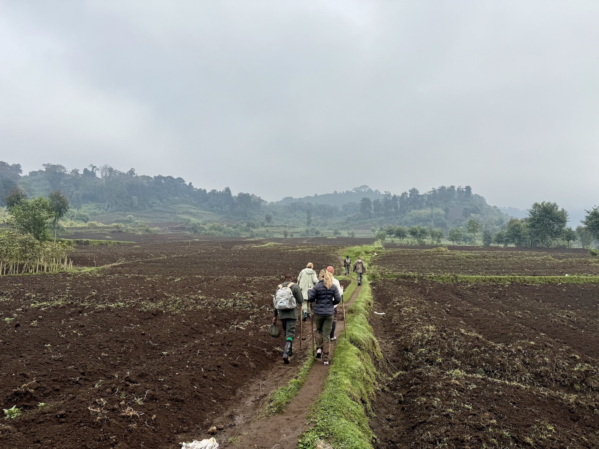 Onderweg naar de gorilla's in Vulcanoes National Park.