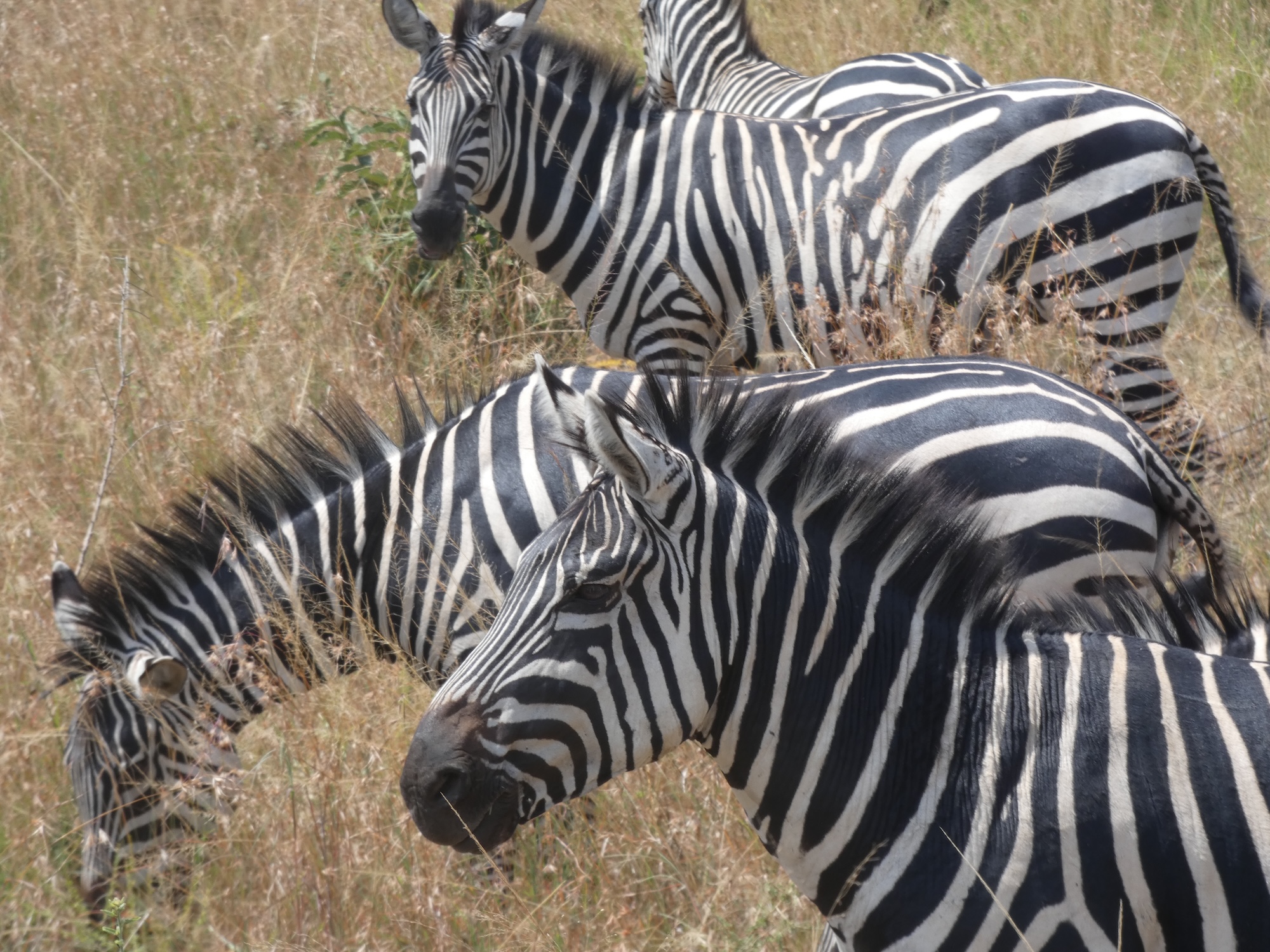 De kans is groot dat je zebra's ziet als je in Rwanda bent.