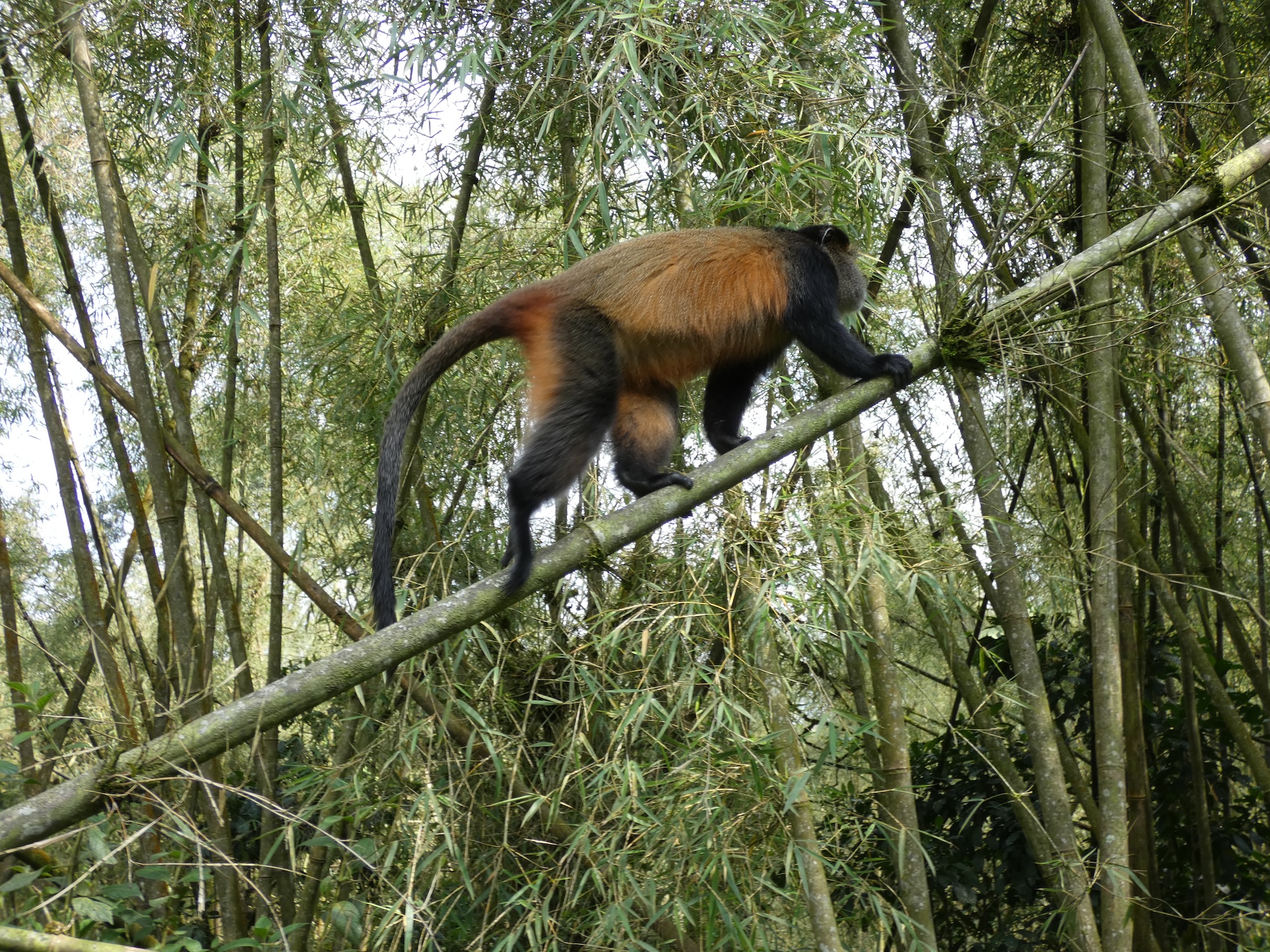 Een golden monkey!