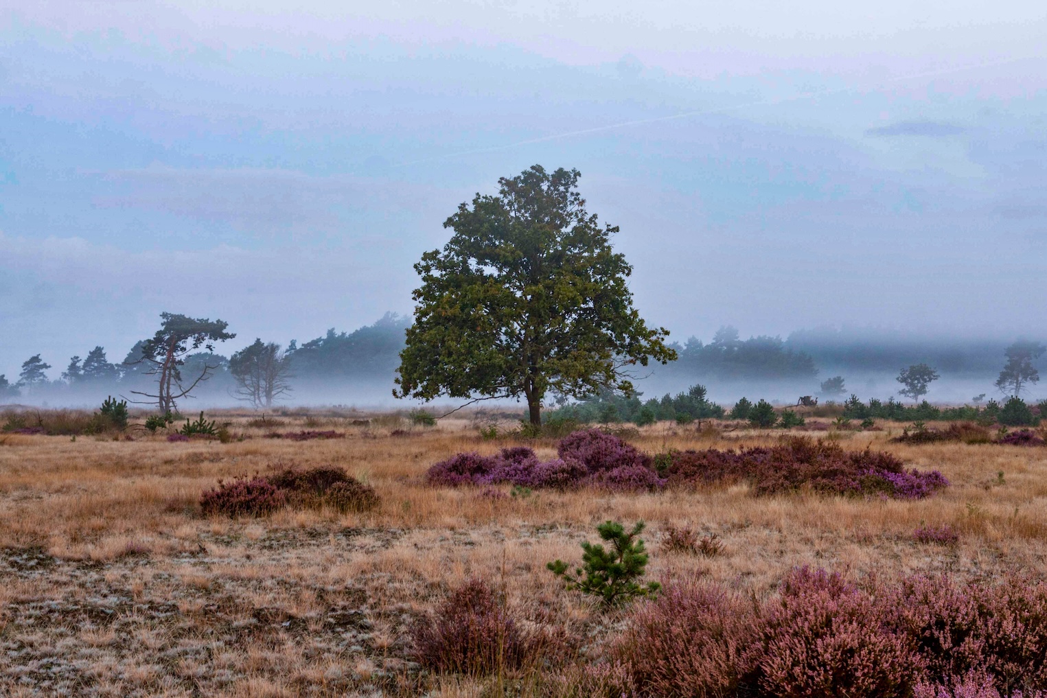 Boom op de Veluwe in herstkleuren en mist