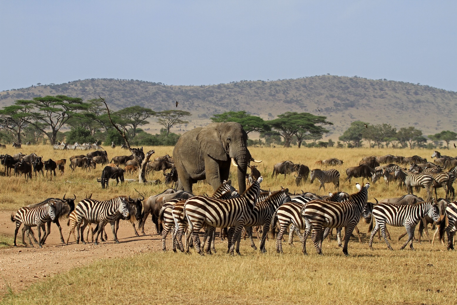 Grote migratie in Serengeti, Tanzania
