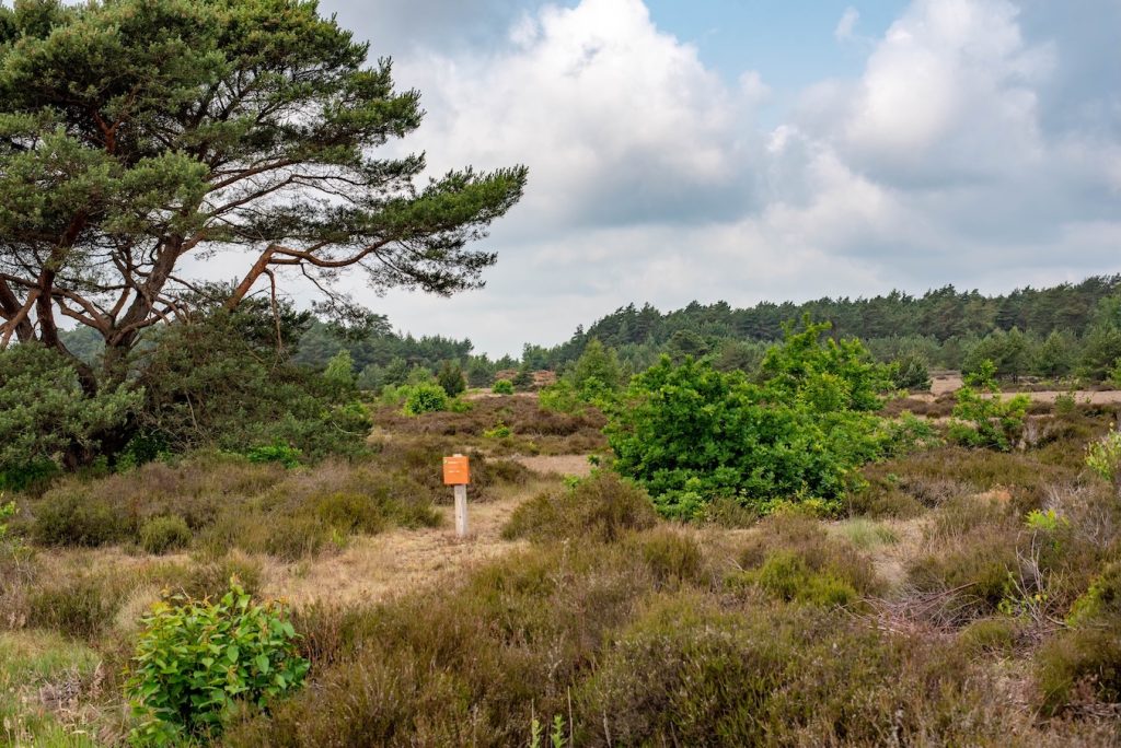 Bossen op de Veluwe in de herfst
