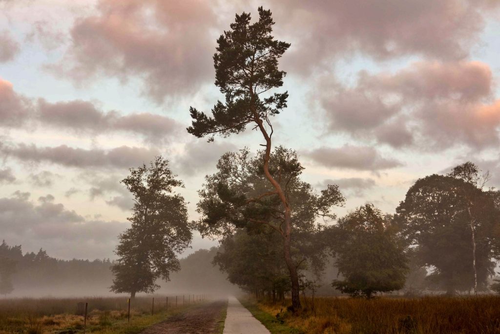 Mist op de Veluwe in de herfst