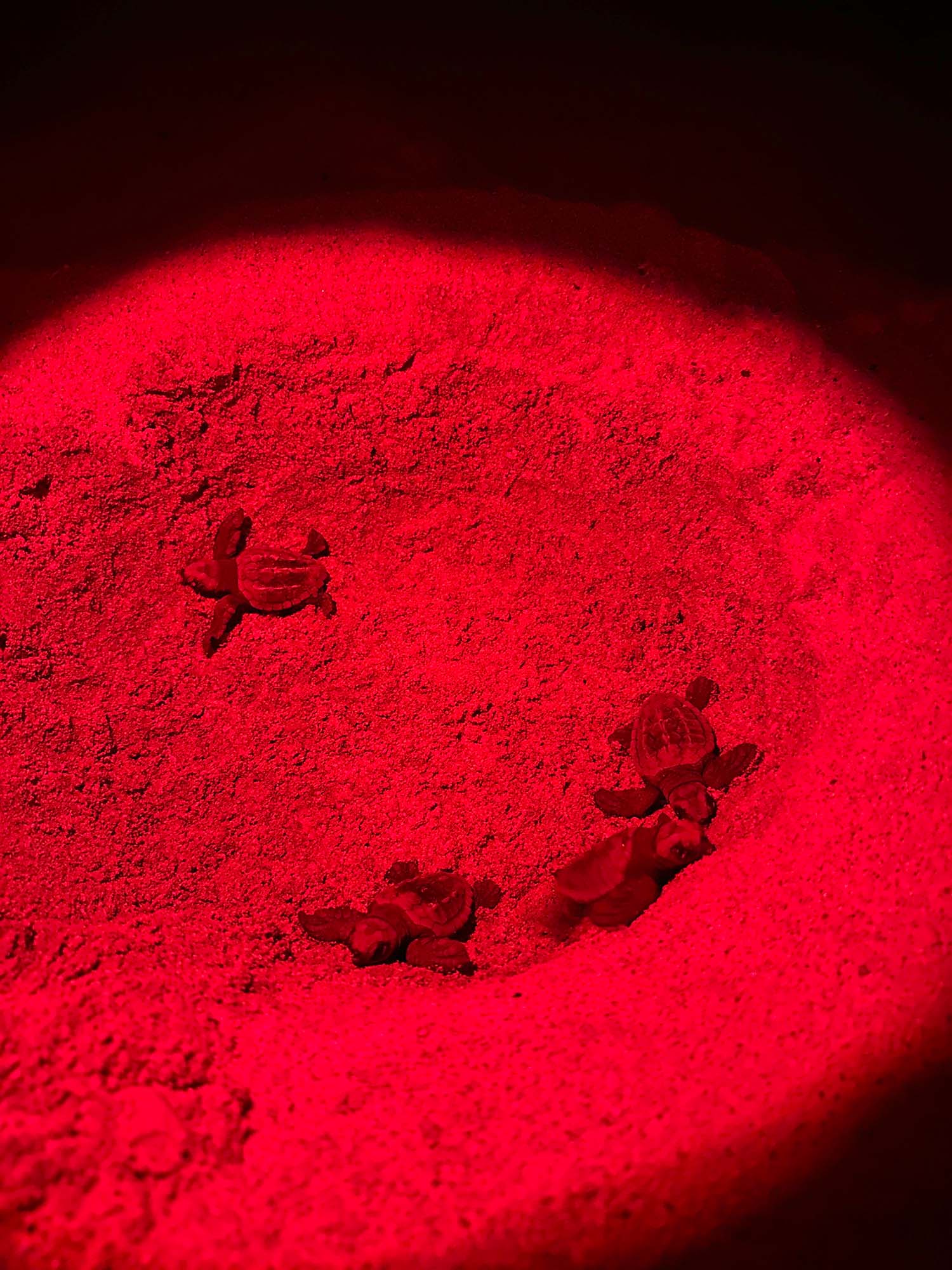 Kleine schildpadjes Boa Vista