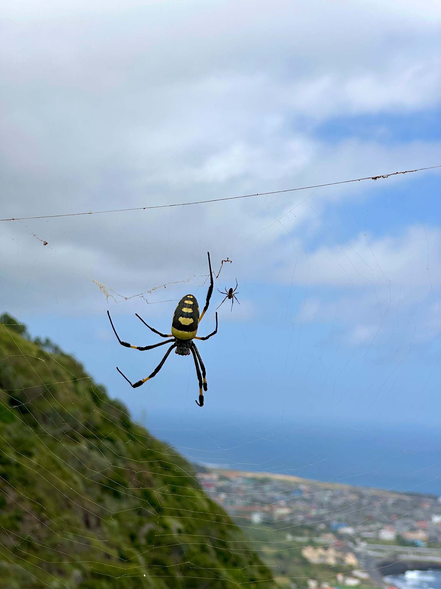 Spinnen Fogo tijdens regenseizoen
