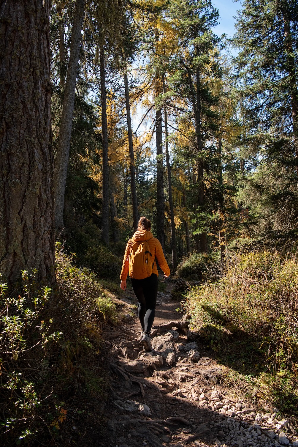 Bospad tijdens het wandelen van de Adolf Munkel Trail