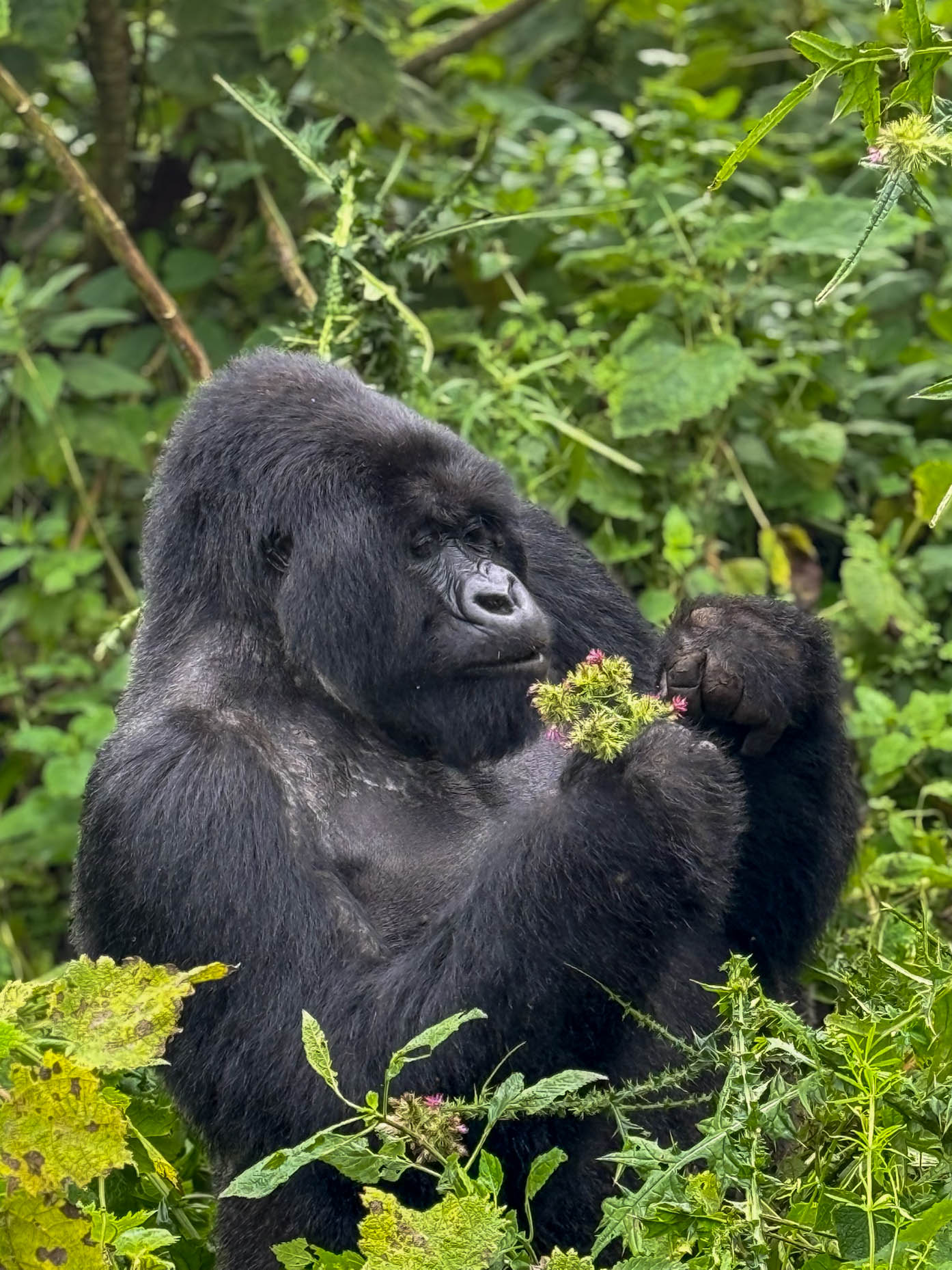 Gorilla in het wild gespot in Rwanda