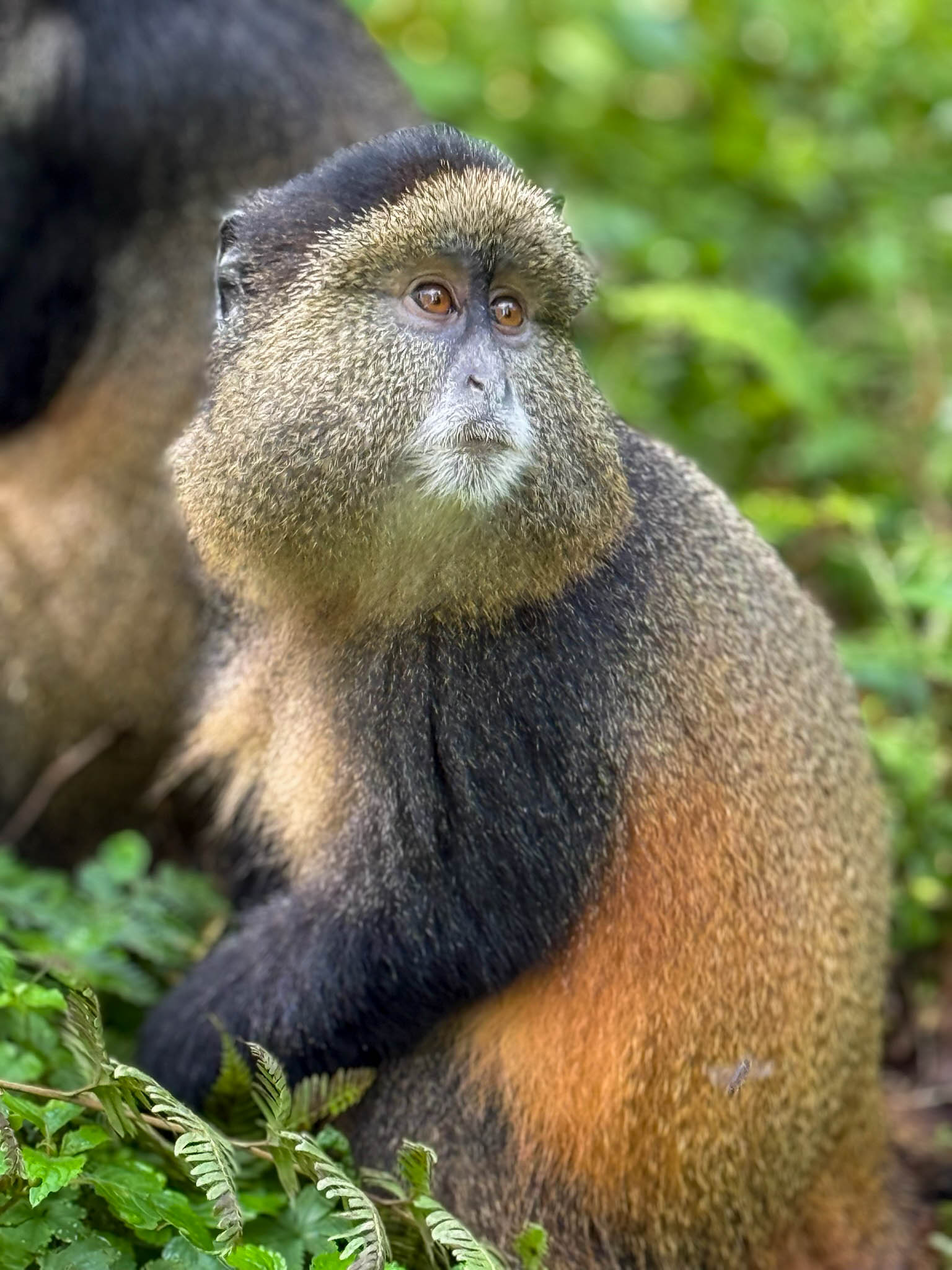 Golden Monkey in Rwanda