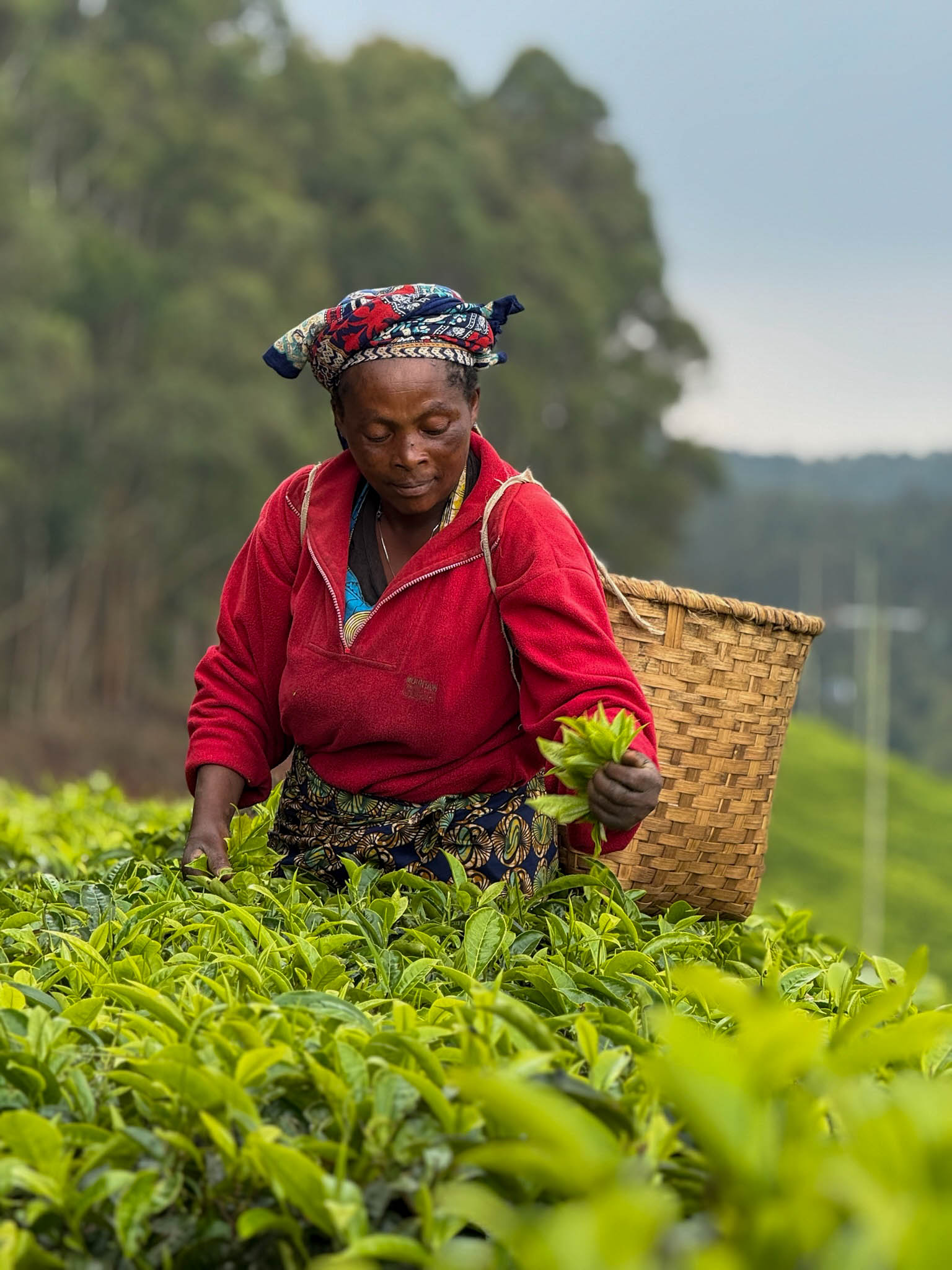 Een vrouw is hard aan het werk op een theeplantage in Rwanda