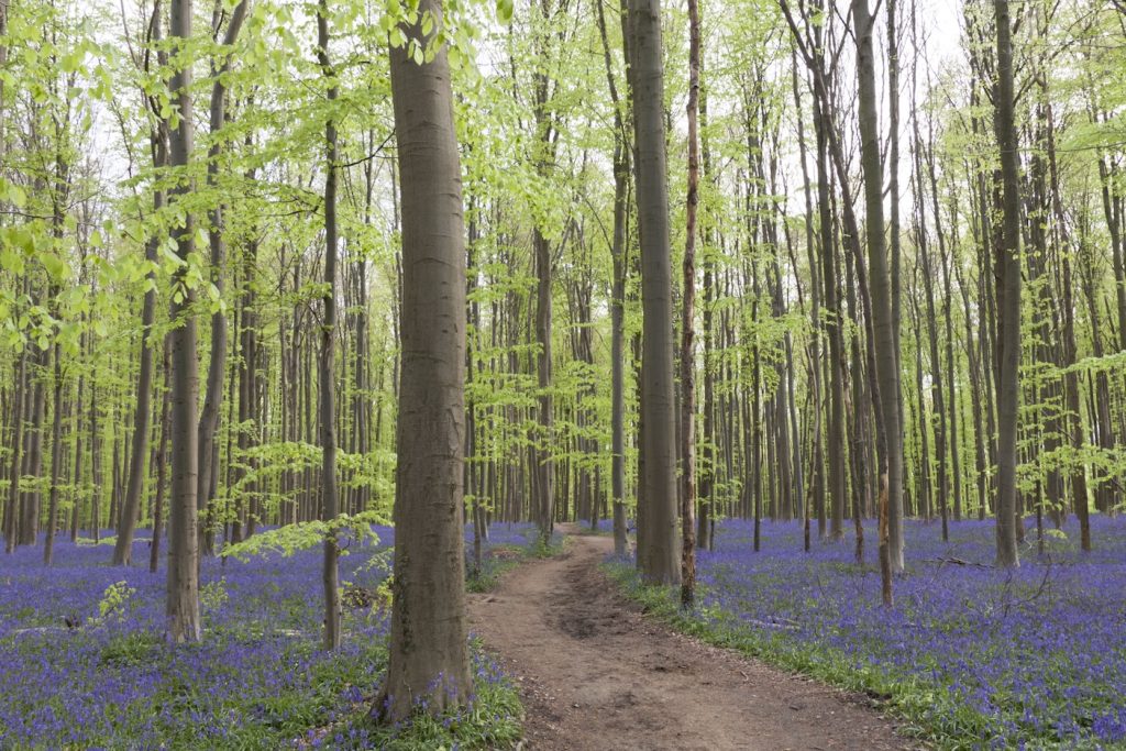 Hallerbos in Vlaanderen in bloei