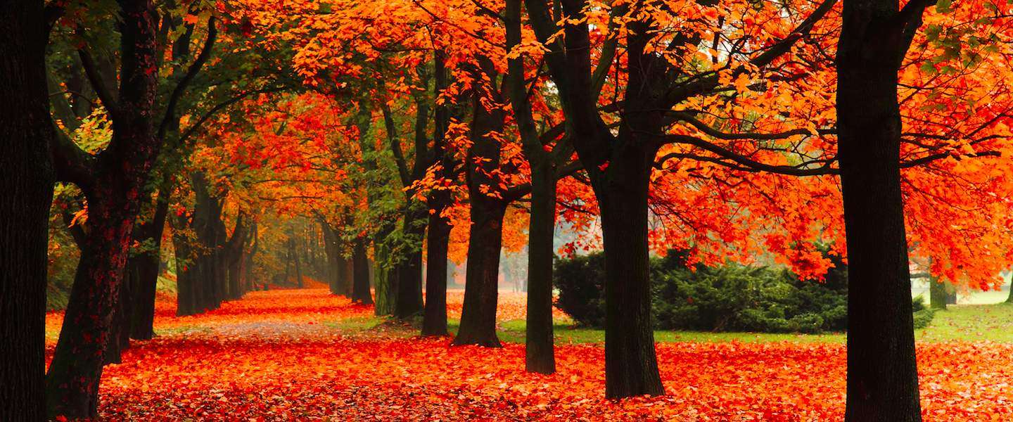 10-dingen-weer-doen-herfst.jpg