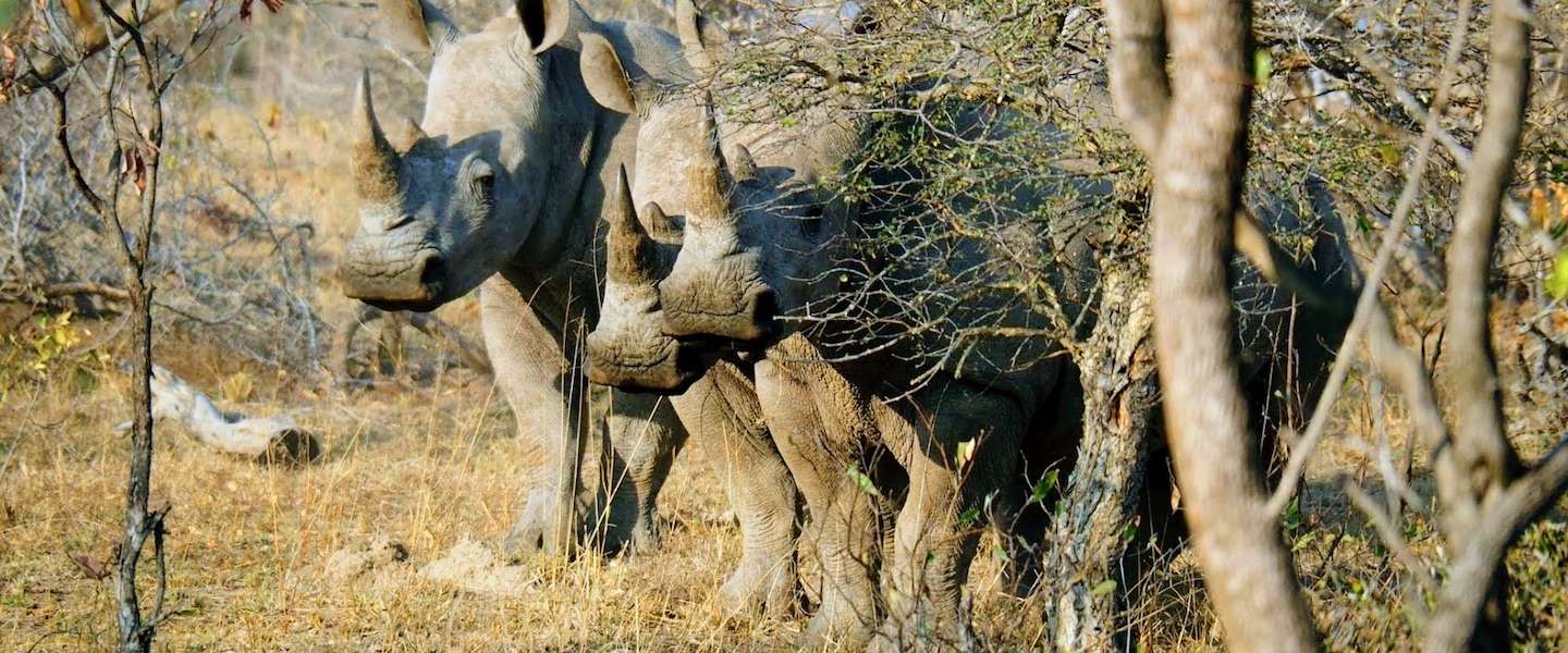 9-dieren-wild-zien.jpg