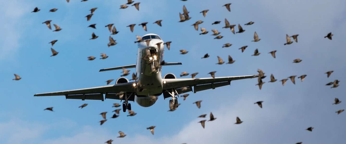 bird-strike-advies-vertraging.jpg