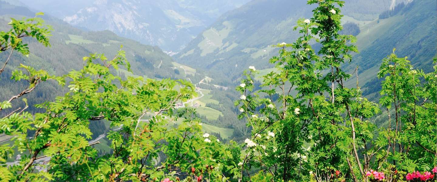 grosses-walsertal-kruidenwandeling.jpg