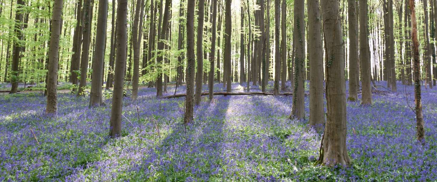 hallerbos-bloei-2016.jpg
