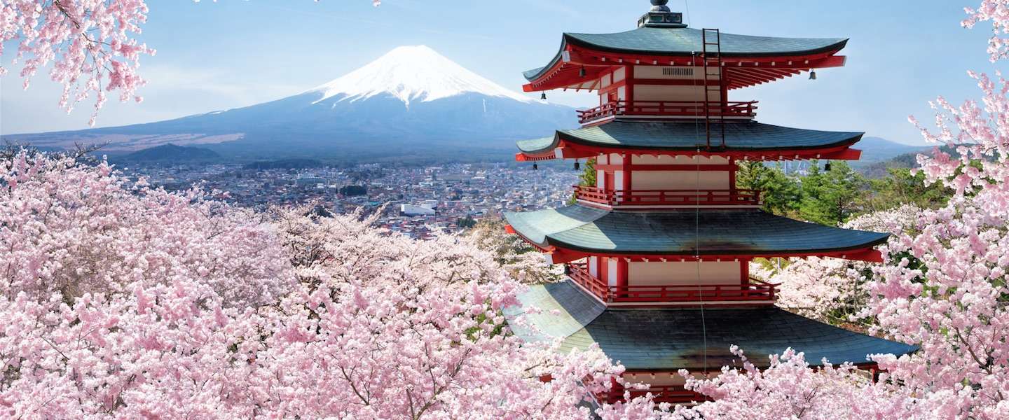 kersenbloesem-japan.jpg