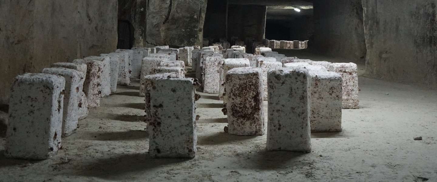 la-cave-des-roches-bourre-champignons.jpg