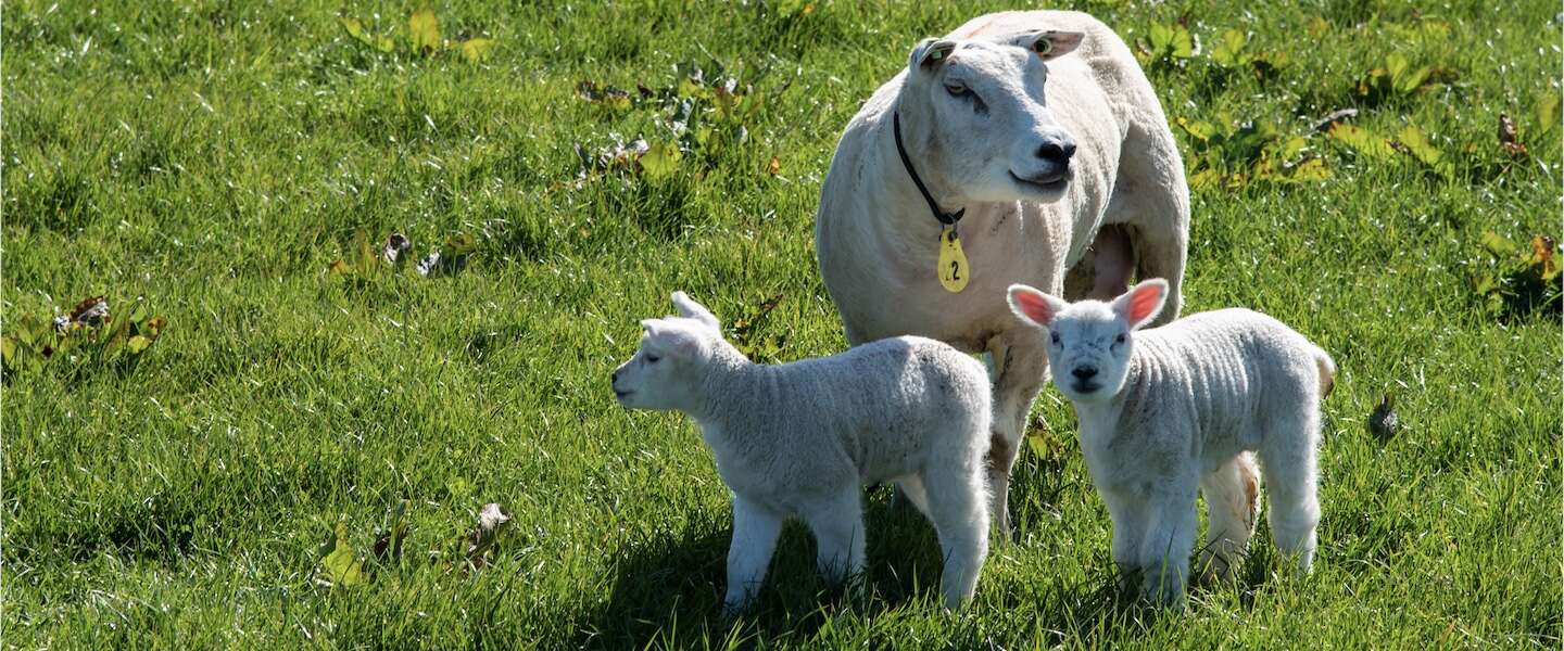 lammetjes-kijken-texel.jpg