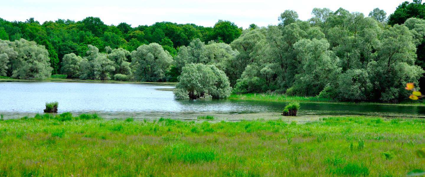 natuurpark-foret-d-orient.jpg