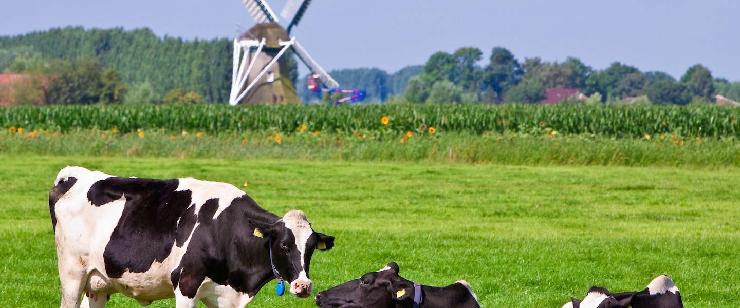 nederland.jpg