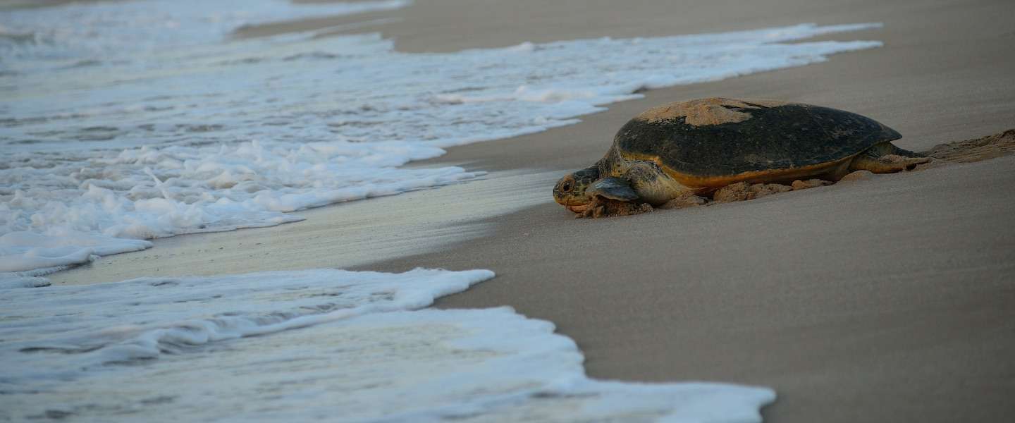 oman-zeeschildpadden-strand.jpg
