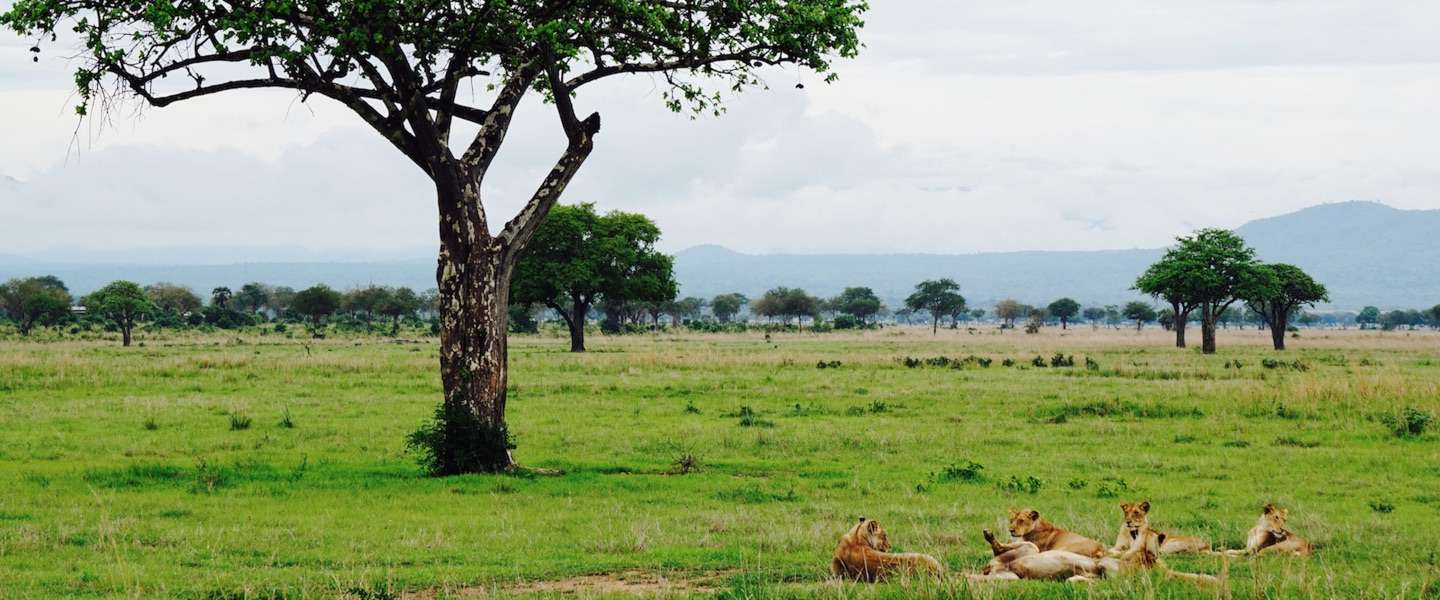 op-safari-mikumi-np-tanzania.jpg