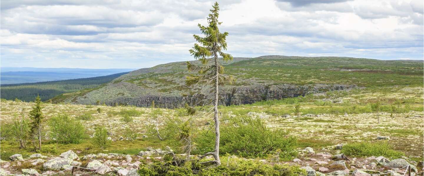 oudste-boom-wereld-old-tjikko-1.jpg