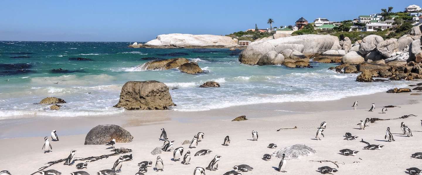 pingui-ns-boulders-beach.jpg