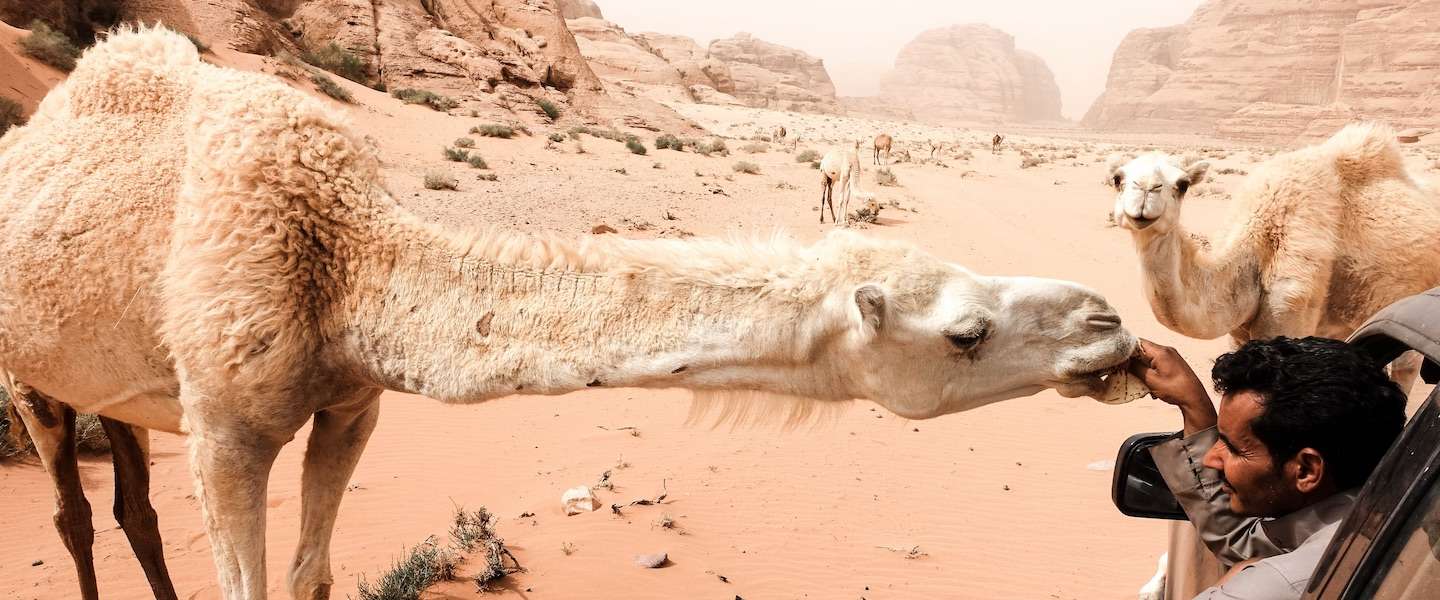 roadtrip-jordanie.jpg