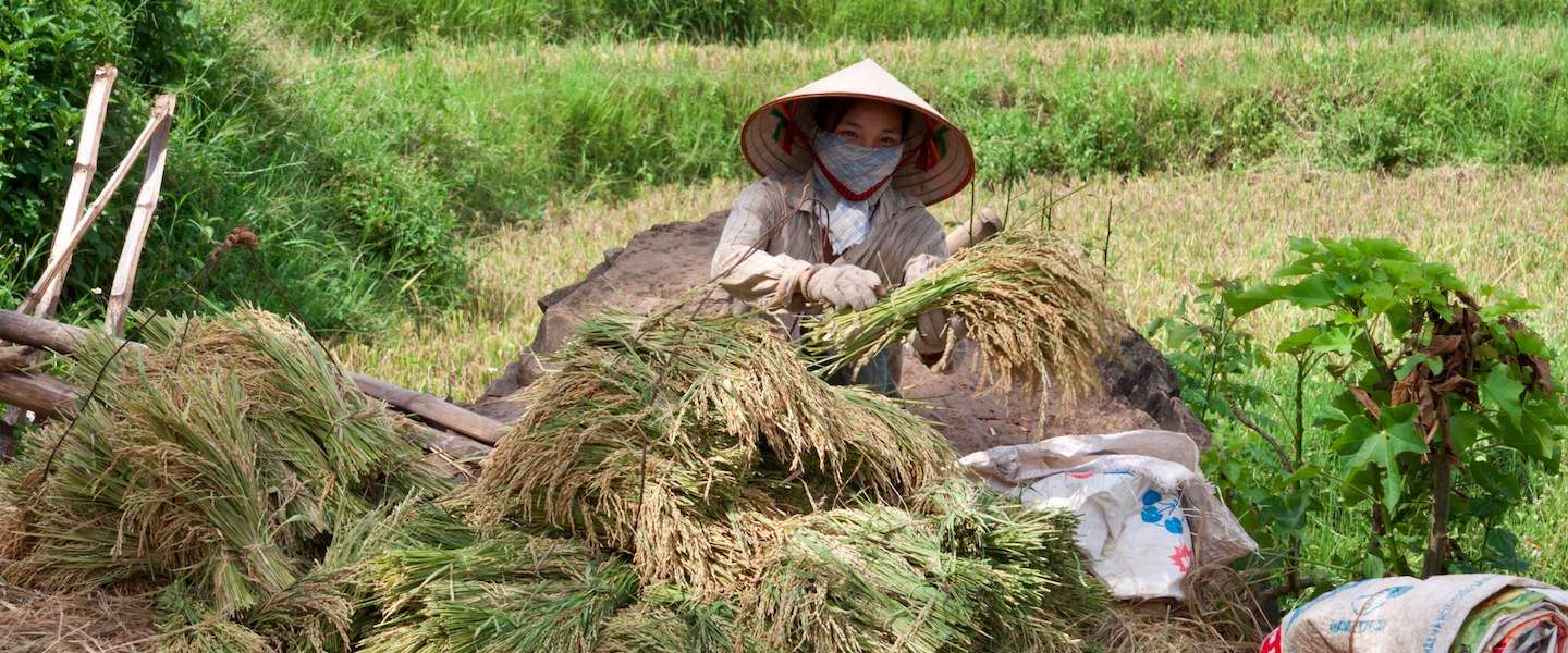 vietnam-reisfoto-s.jpg