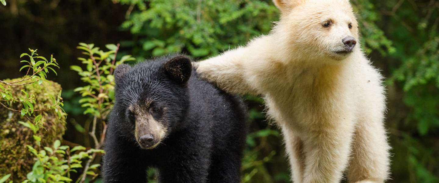 wild-canada.jpg