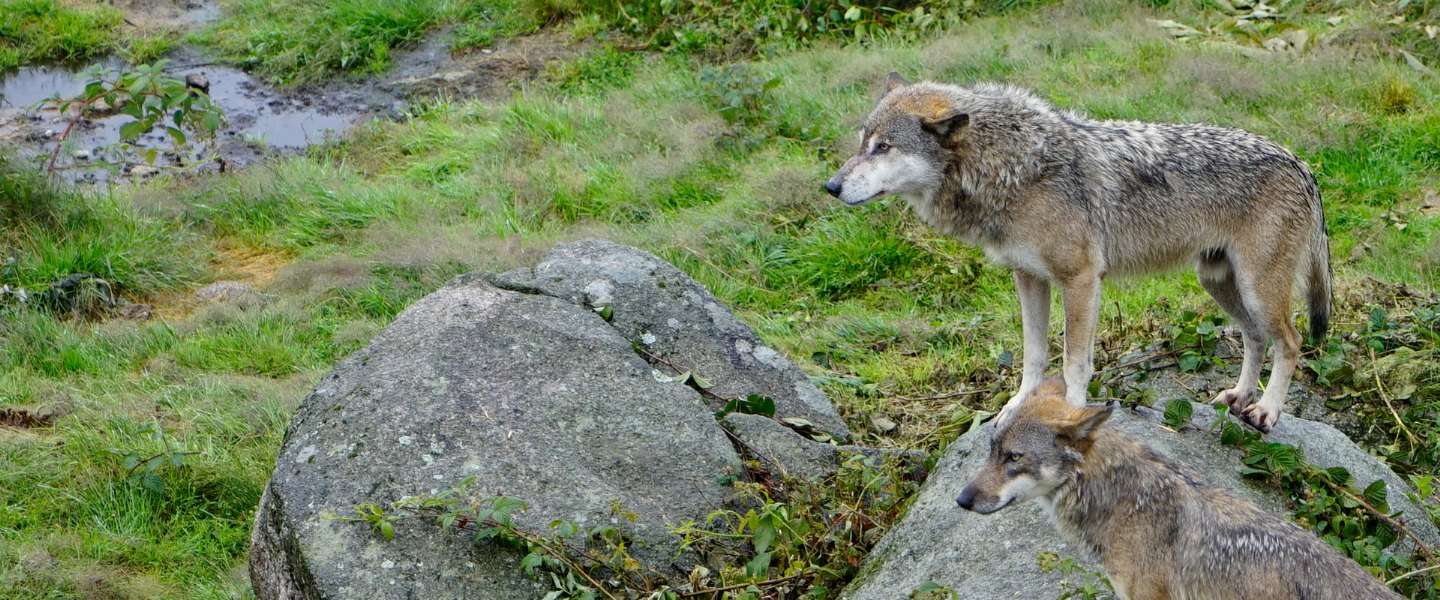 wolven-header.jpg