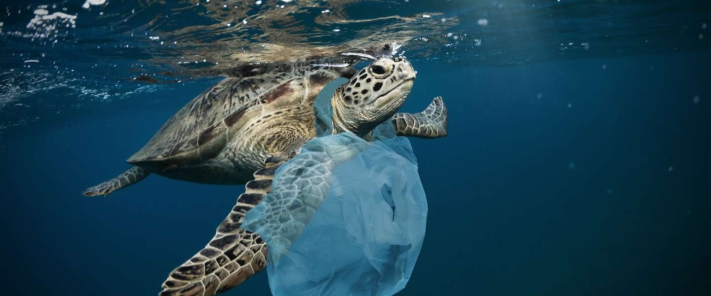 world-cleanup-day-2019.jpg