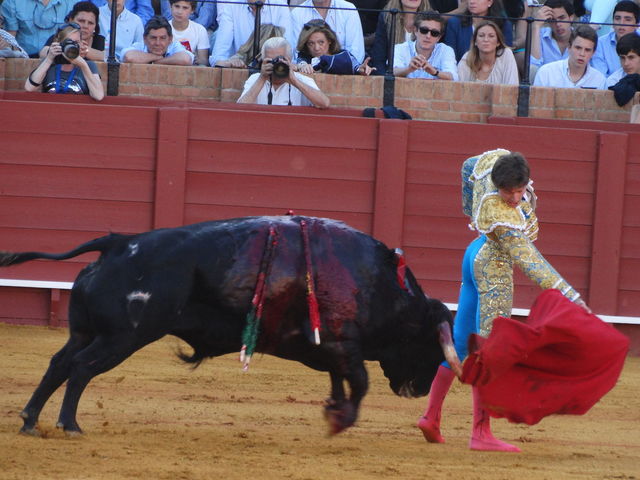 De stier in actie