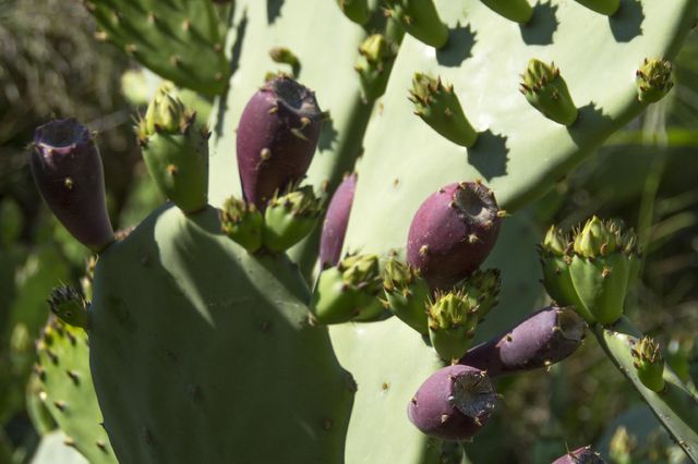 mediterraan_eten_grieks_cactus