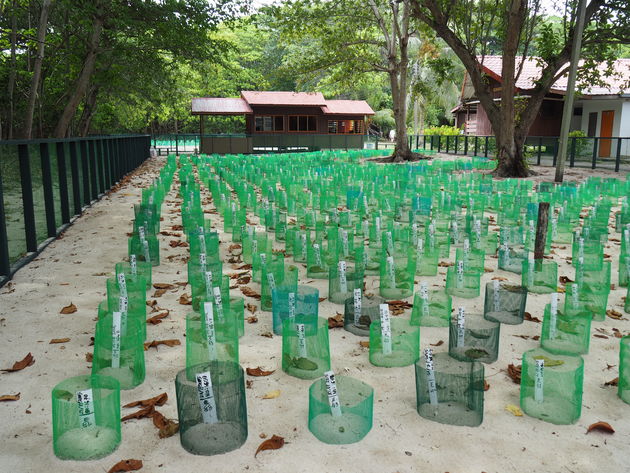 14-hatchery-selingan-schildpaddeneiland.jpeg