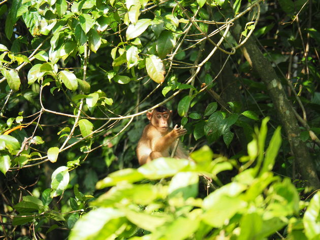 18-makaak-tabin-wildlife-reserve.jpeg