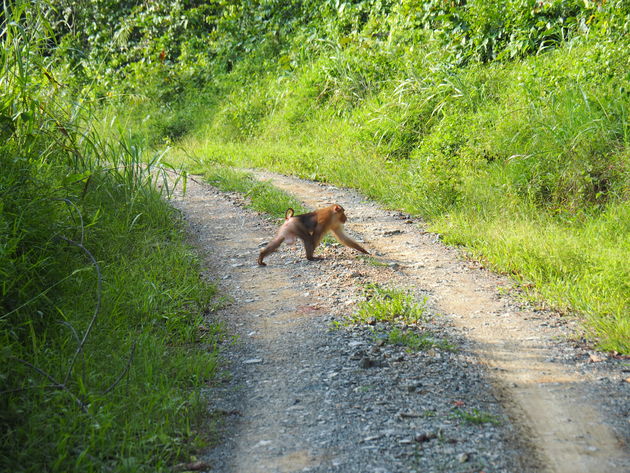 19-pig-tailed-makaak-tabin-wildlife-reserve.jpeg
