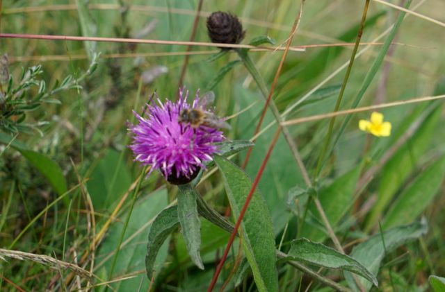 la_tourbière_du_Longeyroux_natuur