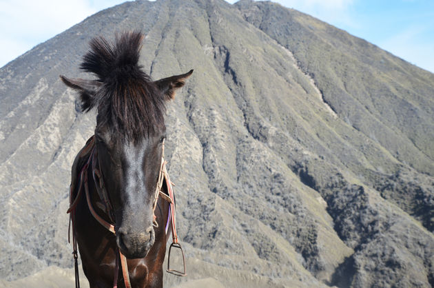 29-paard-bromo.jpeg