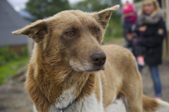 Een Noorse husky