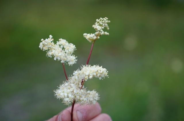 De bloemen die er groeien zijn prachtig