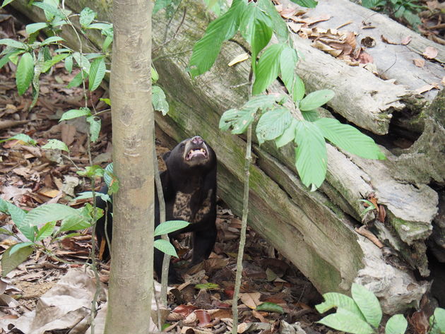 3-bornean-sun-bear-conservation-centre.jpeg