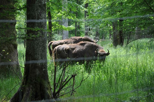 We spotten heel veel wilde dieren