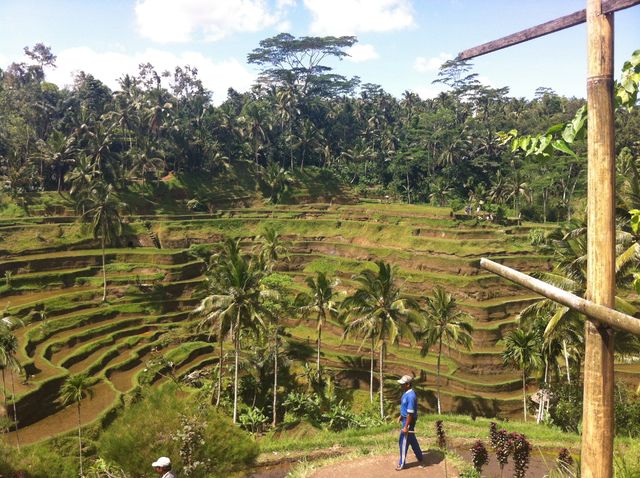 Schitterende groene rijstvelden in Indonesi\u00eb 