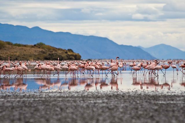 Flamingo`s aan de oever, wat een schitterend plaatje...