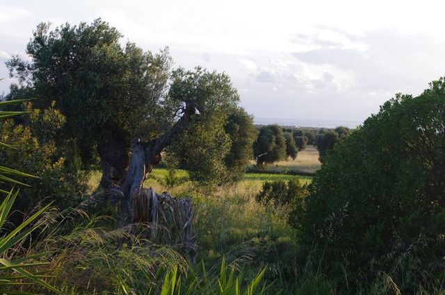 Prachtige groene olijfvelden. Foto credits Elisabeth Bertrand | Dolcevia.com 2014