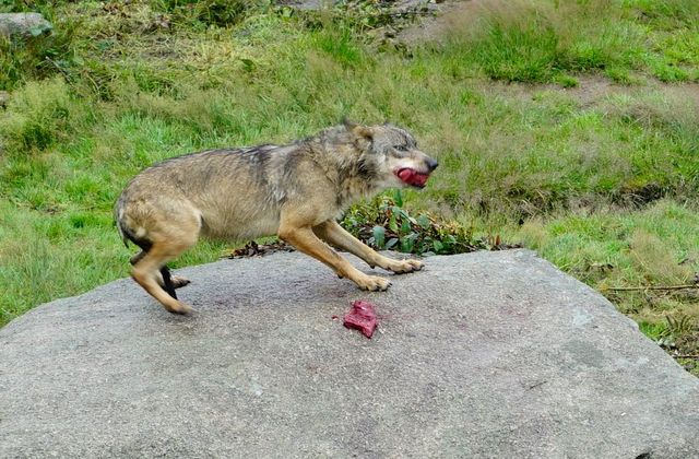 Het blijven roofdieren