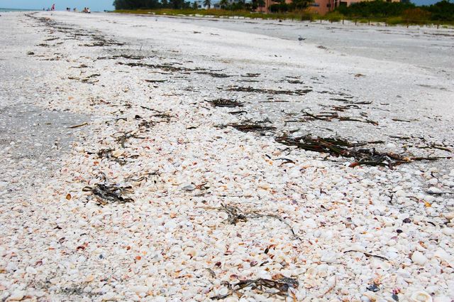 Meer dan 400 verschillende soorten schelpen